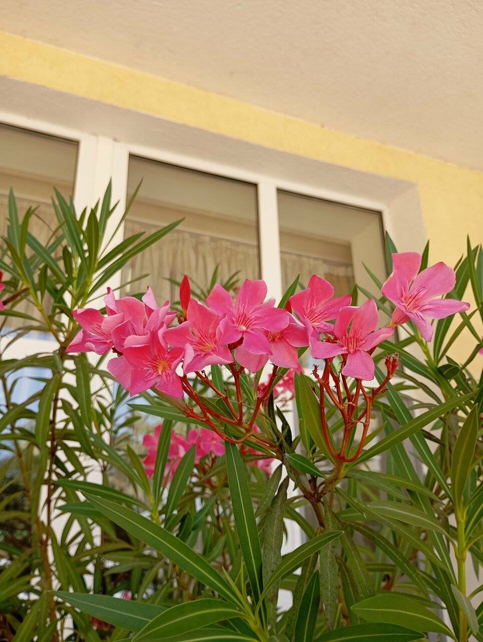 Фото Гостиницы Русич Анапа 247