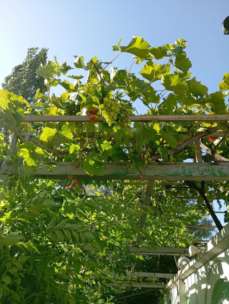 Фото Гостиницы Русич Анапа 233