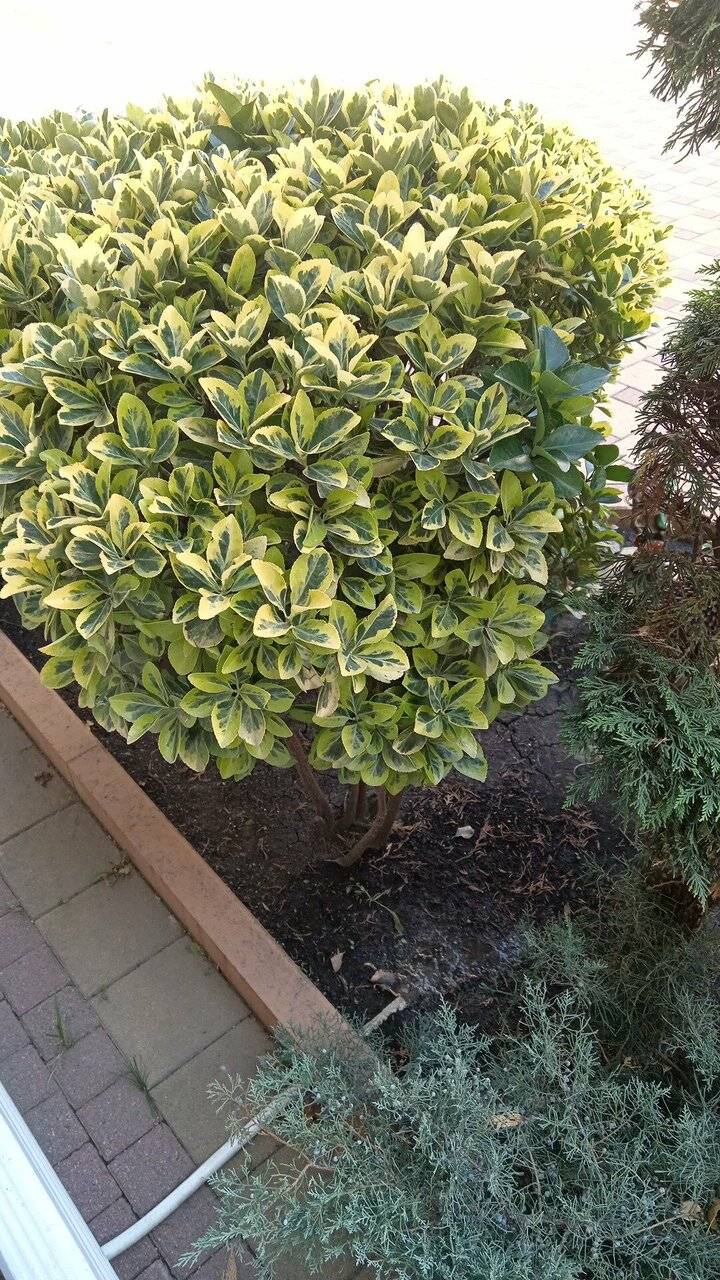 Фото Гостиницы Русич Анапа 240