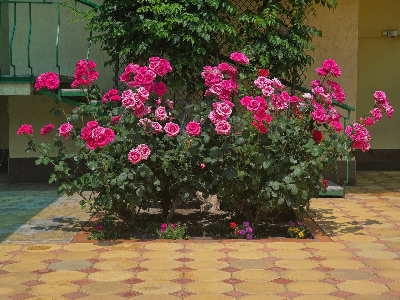 Фото Гостиницы Русич Анапа 227